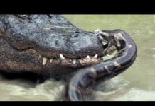 The Python vs. the Gator