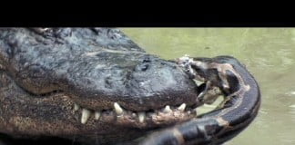 The Python vs. the Gator